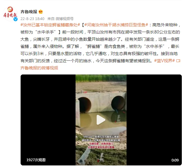 河南汝州抽干湖水捕捞巨型怪鱼：高危外来物种，被称为“水中杀手”